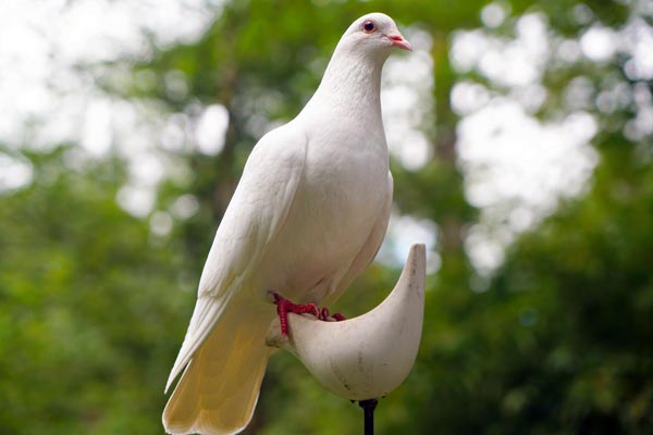 Dove Release