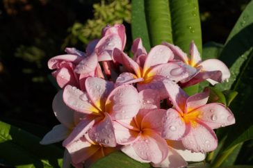 Polynesian wedding traditions