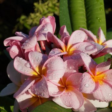 Polynesian wedding traditions